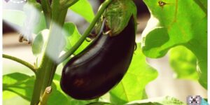 Eggplant’s 6 Best Nutrients Side Effects / Effect on Inflammation